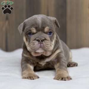 Indigo Pearl, English Bulldog Puppy